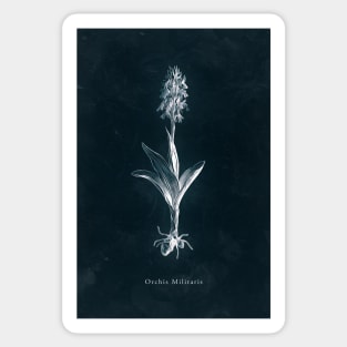 Cyanotype - Orchis Militaris Sticker